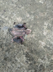 Pycnonotus cafer