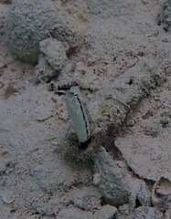 カザハナニジギンポ