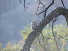 Glaucidium perlatum licua
