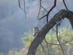 Glaucidium perlatum licua