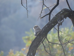 Glaucidium perlatum licua