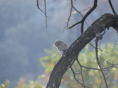 Glaucidium perlatum licua