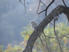 Glaucidium perlatum licua