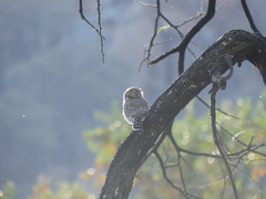 Glaucidium perlatum licua