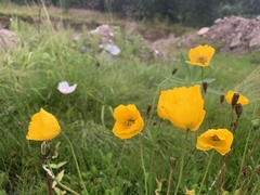 Papaver croceum