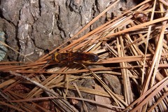 Eriotremex formosanus