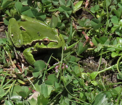 Hyla plicata
