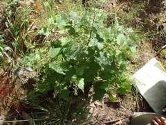 Chenopodium fremontii