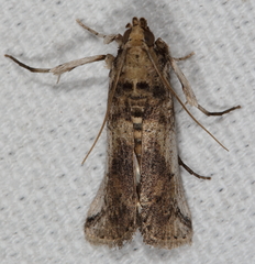 Melitara prodenialis