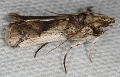 Melitara prodenialis