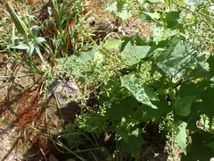 Chenopodium fremontii