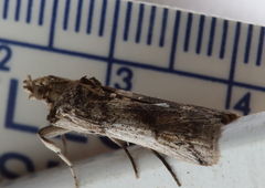 Melitara prodenialis