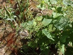 Chenopodium fremontii