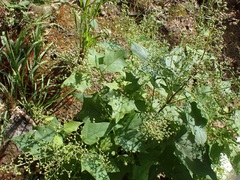 Chenopodium fremontii