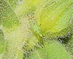 Macrolophus costalis