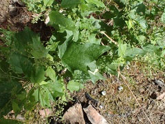 Chenopodium fremontii