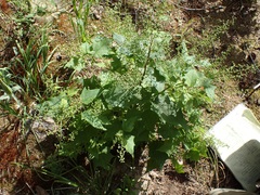 Chenopodium fremontii