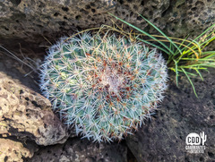 Mammillaria miegiana