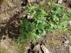 Chenopodium fremontii