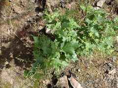 Chenopodium fremontii