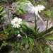 Celmisia dubia - Photo (c) Paul Maurice, algunos derechos reservados (CC BY-NC), subido por Paul Maurice