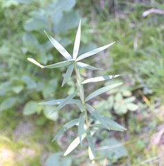 Lilium philadelphicum