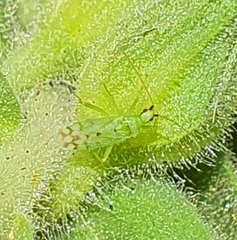 Macrolophus costalis