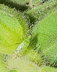 Macrolophus costalis