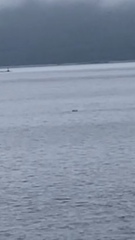 Orcinus orca