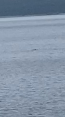 Orcinus orca
