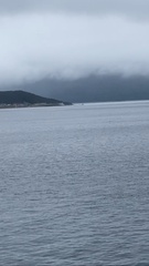 Orcinus orca