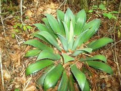 Agave hiemiflora