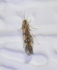 Agraylea multipunctata