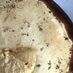 Tylopilus variobrunneus