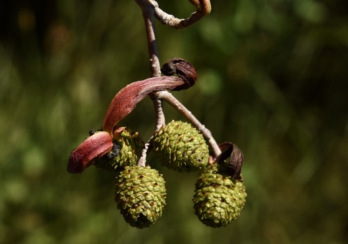 Eastern American alder tongue gall fungus