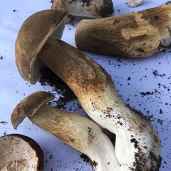 Tylopilus variobrunneus