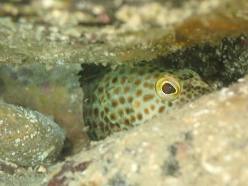 Threespot grouper (Epinephelus trimaculatus) — Serranidae — 4