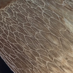 Tylopilus variobrunneus