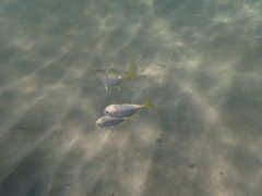Caranx sexfasciatus