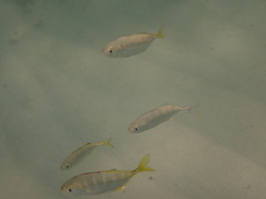 Caranx sexfasciatus