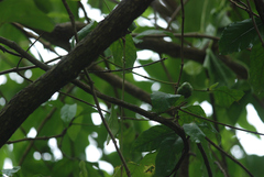 Morinda pubescens