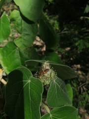 Hypselonotus interruptus