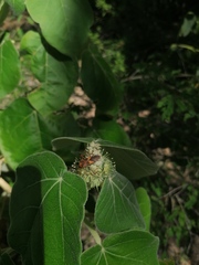 Hypselonotus interruptus