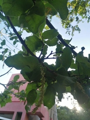 Coccoloba liebmannii