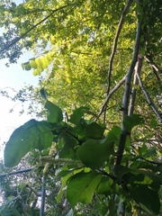 Coccoloba liebmannii