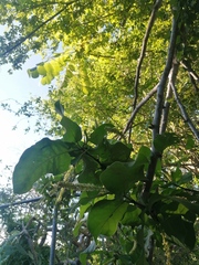 Coccoloba liebmannii