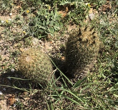 Coryphantha erecta