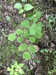 Thalictrum clavatum