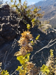 Haplopappus multifolius