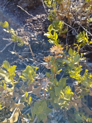 Haplopappus multifolius